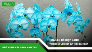 anh dai dien ccat 322