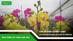 anh dai dien ccat 325
