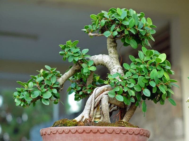 Thủ tục thuê cây bonsai đơn giản