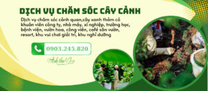 dịch vụ cho chăm sóc cây cảnh