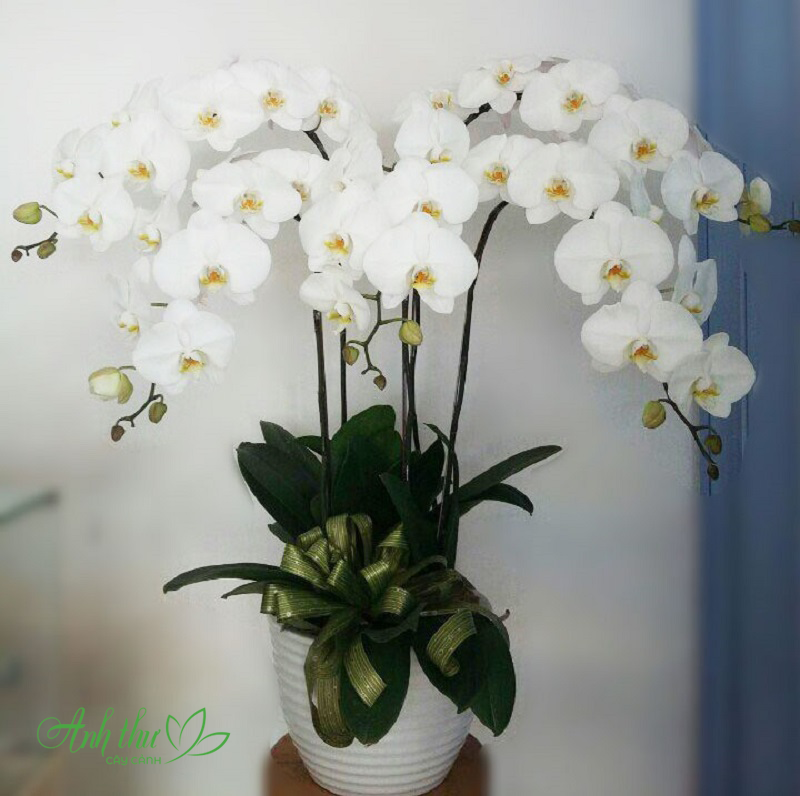 Hoa lan hồ điệp màu trắng là đại diện của sự ngây thơ, xinh đẹp