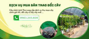 mua bán trao đổi cây cảnh