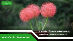 anh dai dien ccat 294