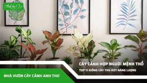 anh dai dien ccat 297