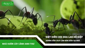 anh dai dien ccat 300