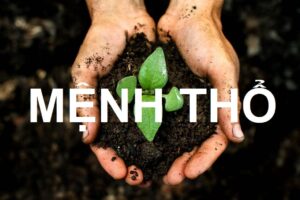 cây cảnh hợp với người mệnh Thổ