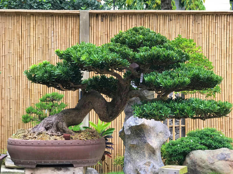Cây bonsai trang trí triển lãm