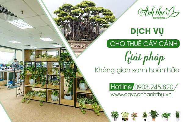 Cho thuê cây cảnh Long Biên