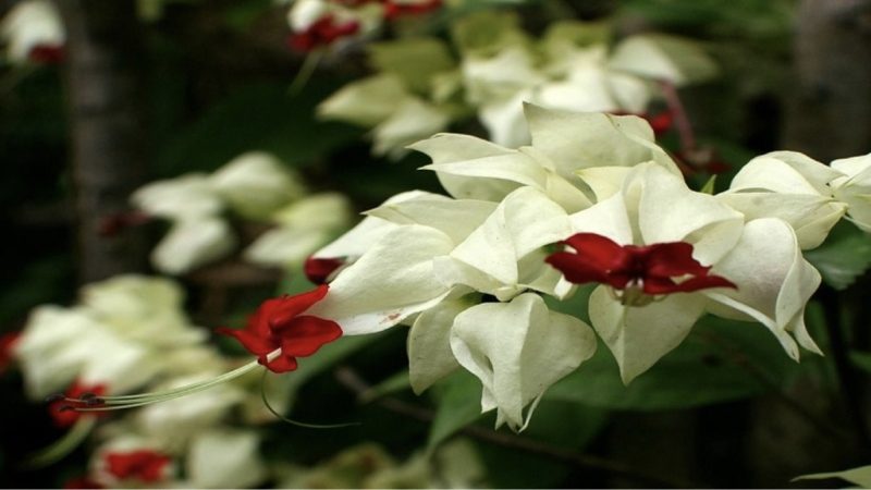 Hình ảnh hoa ngọc nữ màu trắng