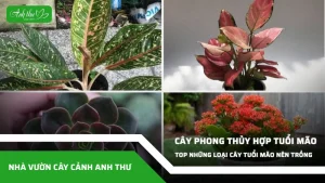 anh dai dien ccat 282