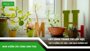 anh dai dien ccat 285