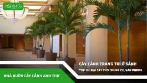 anh dai dien ccat 286
