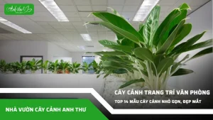 anh dai dien ccat 287