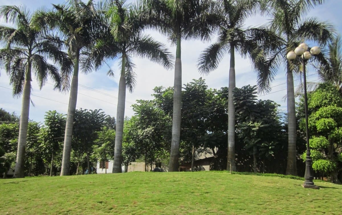 cây sân vườn tại Hà Nội 