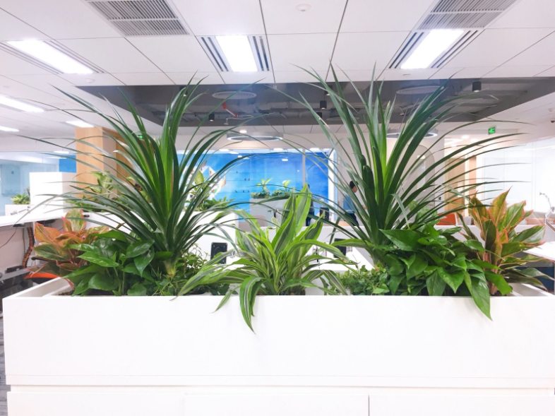 cây trồng trong văn phòng