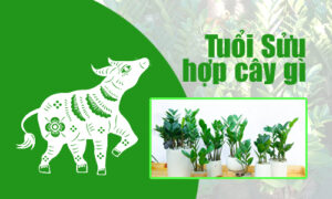 Cây phong thủy tuổi Sửu