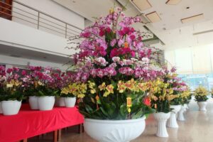 lan hồ điệp 50 cành