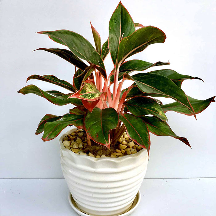 Top 20 cây phong thủy hợp mệnh Kim giúp sự nghiệp thăng tiến 10 cây phú quý