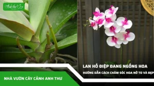 anh dai dien ccat 274