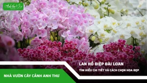 anh dai dien ccat 275