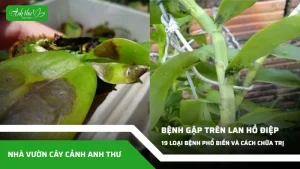 anh dai dien ccat 276