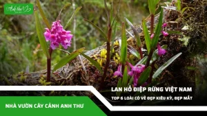 anh dai dien ccat 277
