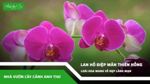 anh dai dien ccat 278