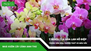 anh dai dien ccat 279
