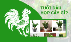 Cây cảnh phong thủy tuổi Dậu