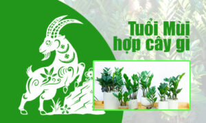 cây phong thủy tuổi Mùi