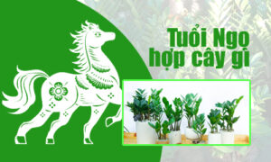 Cây phong thủy tuổi Ngọ