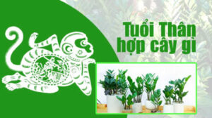 Chọn cây phong thủy tuổi Thân