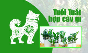 Chọn cây phong thủy tuổi Tuất
