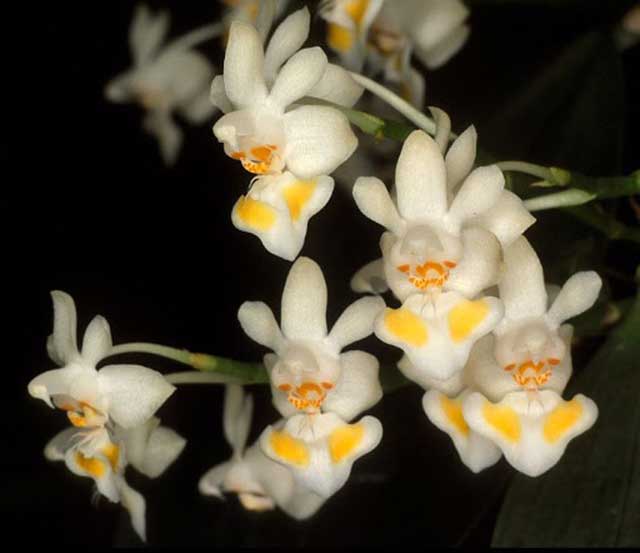 Giống hoa lan hồ điệp rừng