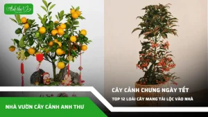 anh dai dien ccat 266