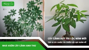 anh dai dien ccat 269