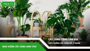 anh dai dien ccat 271
