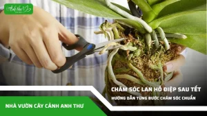 anh dai dien ccat 272