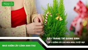 anh dai dien ccat 273