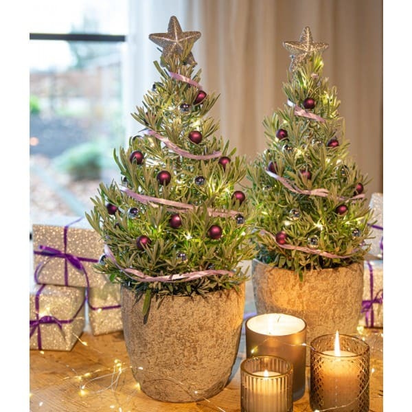 Cách trang trí cây tùng thơm Noel đẹp với đèn LED nháy
