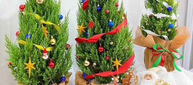 Hướng dẫn cách trang trí cây tùng thơm Noel 2022 đẹp lung linh