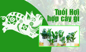 Cây phong thủy tuổi Hợi