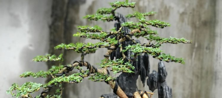6 loài cây bonsai để bàn đẹp hợp phong thủy