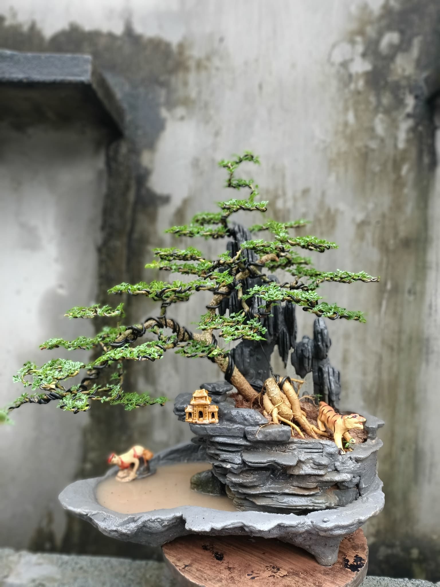 Cây bonsai để bàn đẹp