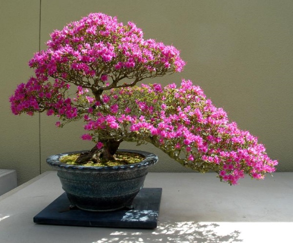 Cây bonsai để bàn đẹp