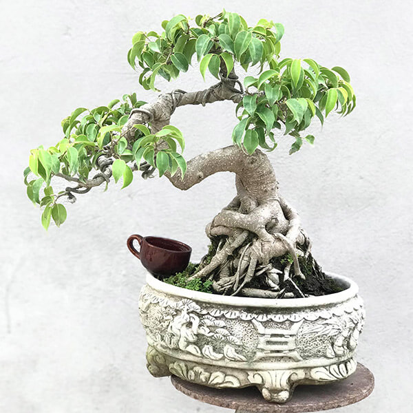 Thuê cây bonsai giúp tiết kiệm chi phí và thời gian