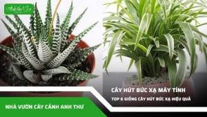anh dai dien ccat 258