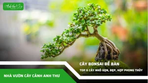 anh dai dien ccat 259