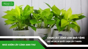 anh dai dien ccat 261