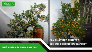 anh dai dien ccat 263